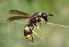 Ancistrocerus nigricornis
